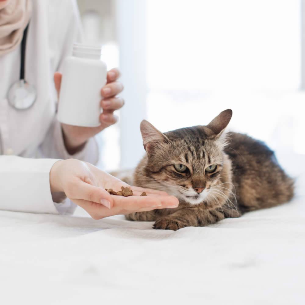 🔴 مجلة Schizophrenia Bulletin: تربية القطط تزيد احتمالات الاضطرابات النفسية.